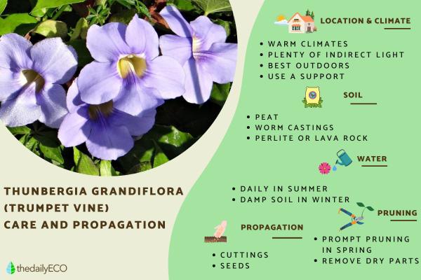 Thunbergia Grandiflora Care and Propagation