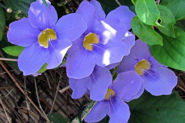 Thunbergia Grandiflora Care and Propagation - Thunbergia grandiflora light and temperature