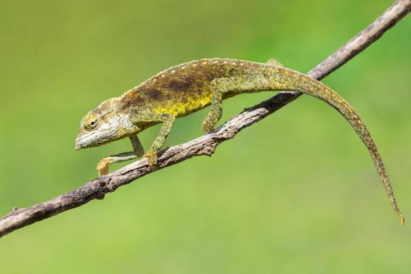 Different Types of Chameleons - Tiger chameleon