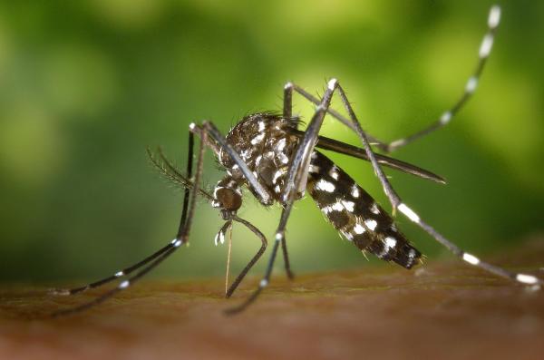 Different Types of Mosquitoes - Mosquito Species - Tiger mosquito (Aedes albopictus)