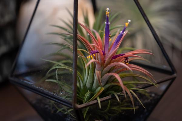 Plants That Absorb Moisture - Tillandsia