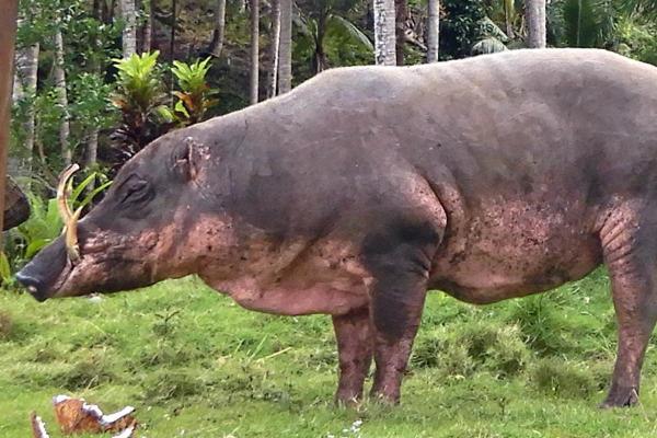 Different Types of Swine Species - Togian babirusa (Babyrousa togeanensis)