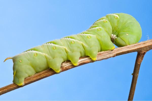 Different Types of Caterpillars - Tomato hornworm (Manduca quinquemaculata)