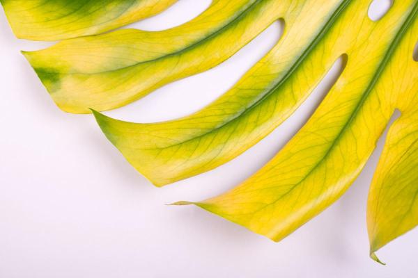 Why Are My Monstera Leaves Turning Yellow? - Too hot