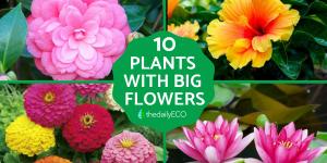 Top 10 Plants with Big Flowers