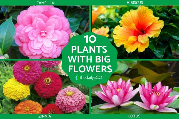 Top 10 Plants with Big Flowers