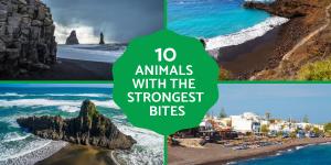 Top Black Sand Beaches Around the World