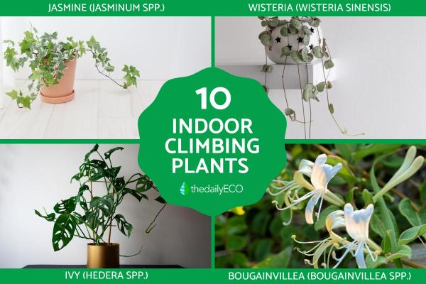 Top Indoor Climbing Plants for Beginners