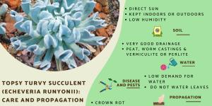 Topsy Turvy Succulent Care Guide
