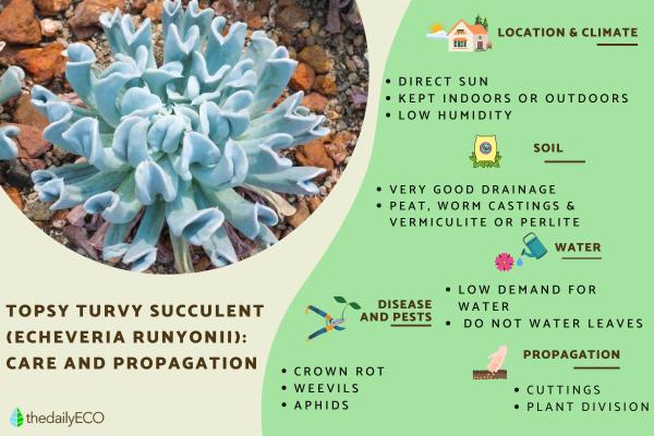 Topsy Turvy Succulent Care Guide