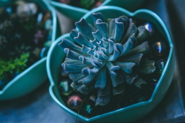 Topsy Turvy Succulent Care Guide - Topsy turvy succulent light and location