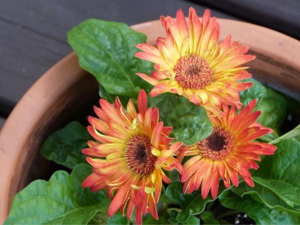 Low Maintenance Plants for Full Sun Gardens - Transvaal daisy
