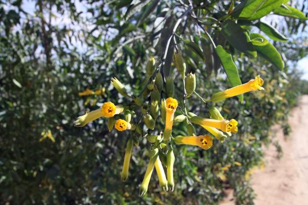 Types of Poisonous Trees - Toxic Trees to Humans - Tree tobacco (Nicotiana glauca)