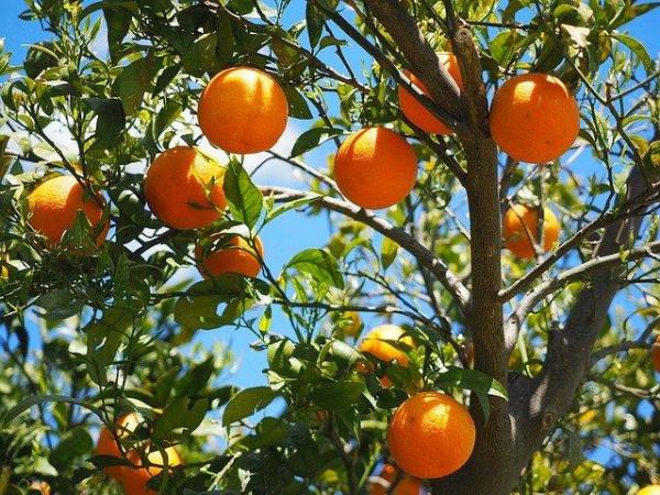Why Trees Are Essential - Trees as a source of renewable raw materials