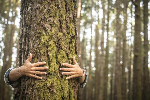 Why Trees Are Essential - Trees imporve mental and emotional health