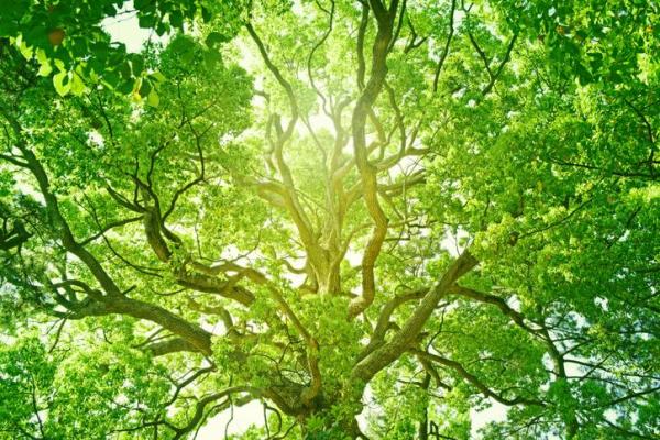 Why Trees Are Essential - Trees improve air quality