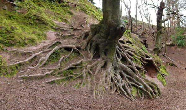 Why Trees Are Essential - Trees prevent soil degradation