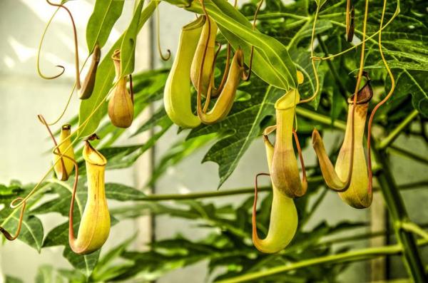 Types of Carnivorous Plants - Tropical pitcher plants (Nepenthes spp.)