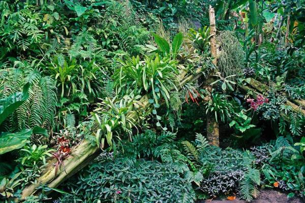 Types of Terrestrial Biomes on Earth - Tropical rainforest