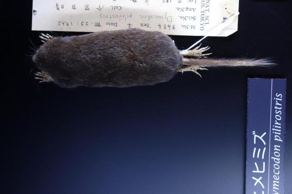 Types of Moles (Animal) - True's shrew mole (Dymecodon pilirostris)