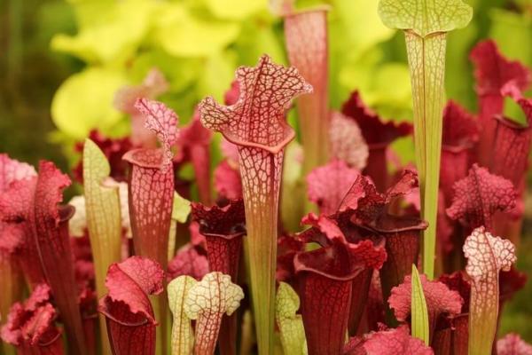 Types of Carnivorous Plants - Trumpet pitchers (Sarracenia spp.)
