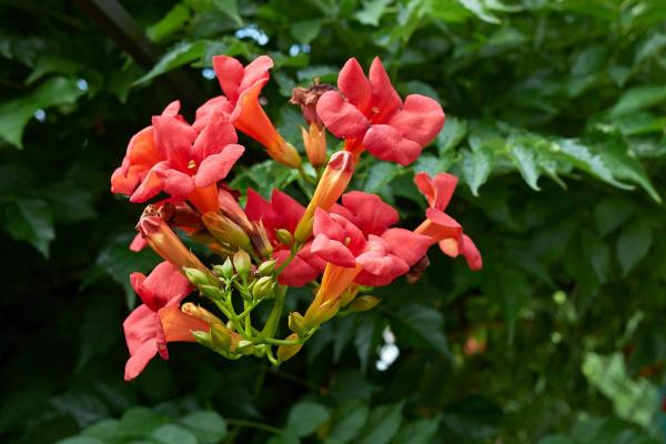 Best Climbing Plants with Flowers - Trumpet vine (Campsis radicans)