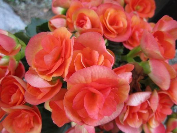 Types of Spring Flower Bulbs - Tuberous begonias