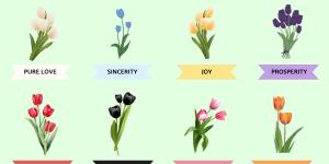 Tulip Color Meanings - Symbolism of Tulips