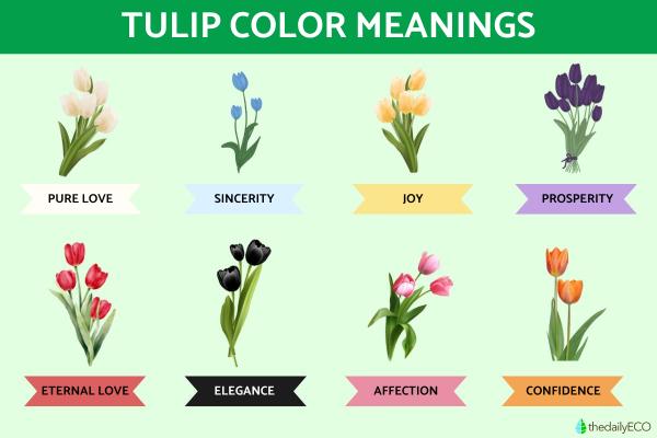 Tulip Color Meanings - Symbolism of Tulips