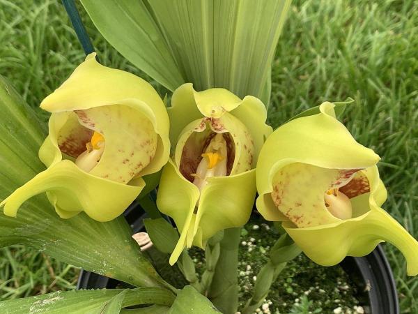 The Rarest Orchids in the World - Tulip orchids (Anguloa spp.)