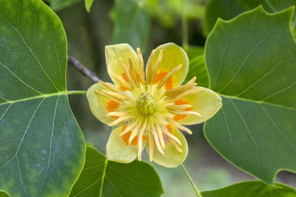 Flowers That Attract Hummingbirds - Tulip tree