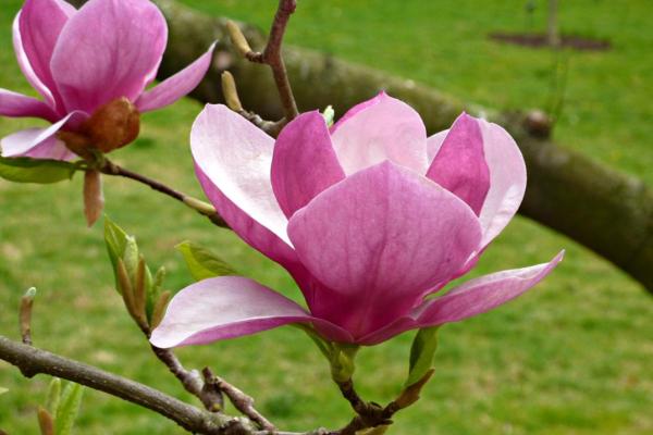 Fruit Trees That Have Pink Flowers - Tulip tree (Magnolia x soulangeana)