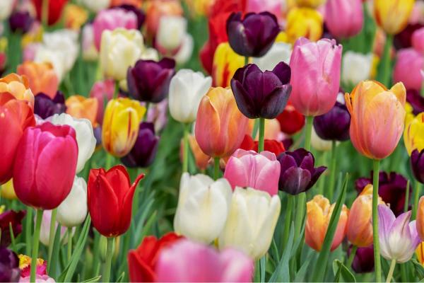 Flowers in Season in March - Tulips (Tulipa spp.)