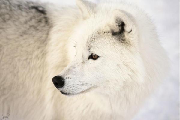 What Are the Different Types of Wolves? - Tundra wolf or Turukhan wolf (Canis lupus albus)
