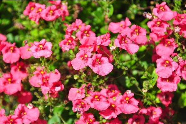 Hanging Plants for Outdoor Spaces - Twinspur (Diascia barberae)
