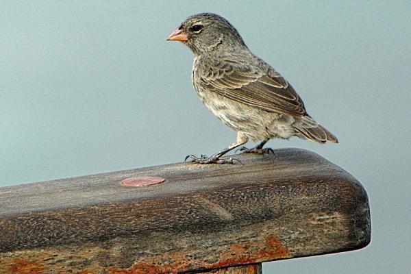 What Is Adaptive Radiation? - Types of adaptive radiation