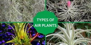 Types of Air Plants - Species and Care Guide