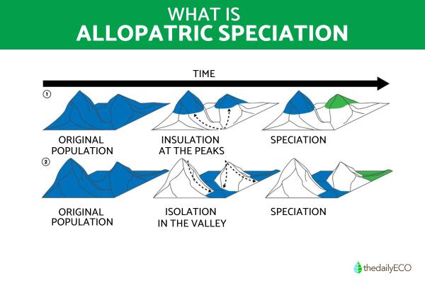 What Is Allopatric Speciation? - Types of allopatric speciation
