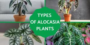 Types of Alocasia Plants