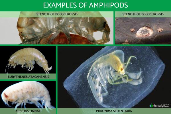 What Are Amphipods? - Characteristics and Types - Types of amphipods