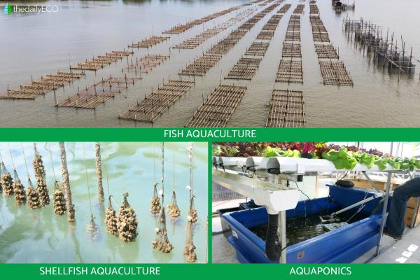 What Is Aquaculture in Agriculture? - Types of aquaculture