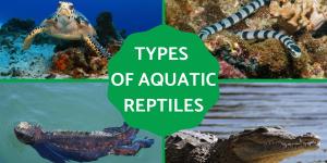 Types of Aquatic Reptiles