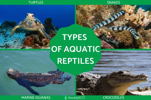 Types of Aquatic Reptiles