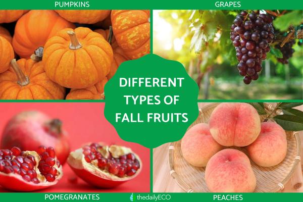 Types of Autumn Fruit - Fall Fruits