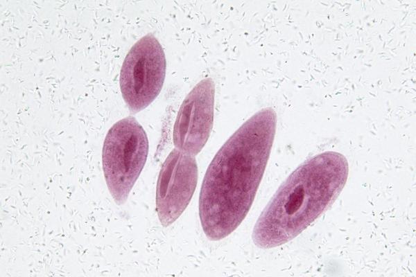What Is Binary Fission in Biology? - Types of binary fission in biology