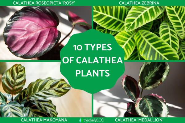 Types of Calathea Plants With Pictures
