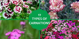 Types of Carnations - Dianthus Plant Species