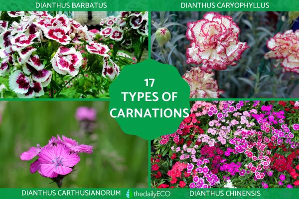 Types of Carnations - Dianthus Plant Species