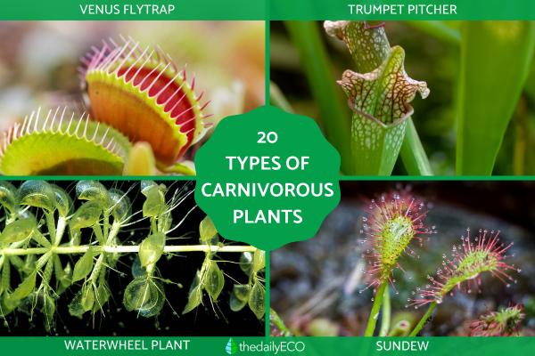 Types of Carnivorous Plants
