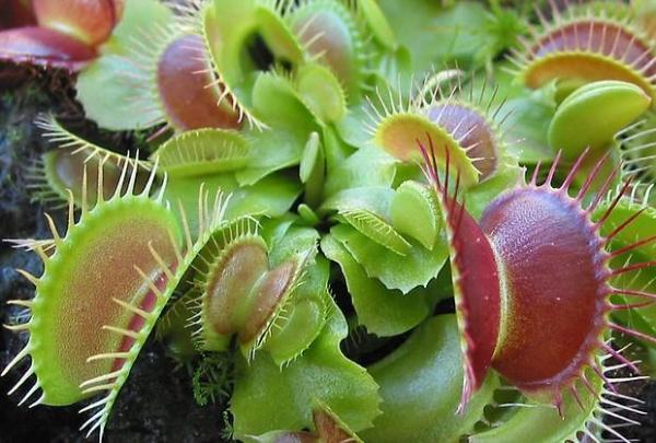 Types of Carnivorous Plants -